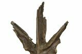 Fossil Dinosaur (Triceratops) Dorsal Vertebra - Wyoming #362049-6